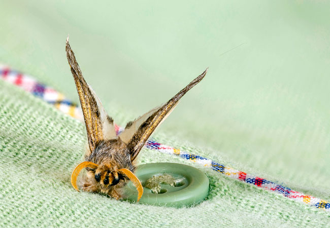 Closet Moth Infestations: Spotting Larvae & Saving Your Wool